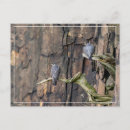 Recherche de pèlerin cartes postales Oiseau