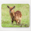 Recherche de antilopes tapis souris Photographie