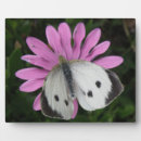 Recherche de papillon rose plaques Pour tous