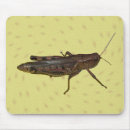 Recherche de sauterelles tapis souris Bogue