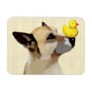 Recherche de canard magnets Dog