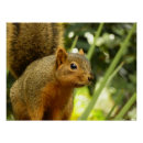 Recherche de écureuil posters Photographie de la faune