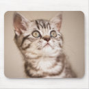 Recherche de chaton gris tapis souris Chat tigré
