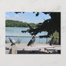 Recherche de pigeon sauvage cartes postales Oiseaux
