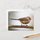 Recherche de joli arbre cartes postales Oiseau