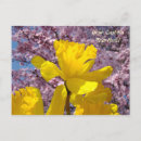 Recherche de fleurs de narcisse cartes postales Jonquille
