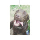 Recherche de mâle voiture accessoires Chiot
