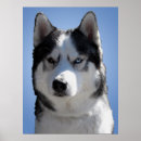 Recherche de husky posters Malamute