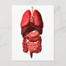 Recherche de digestif cartes postales Tractus gastro intestinal