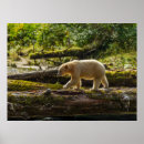 Recherche de ours noirs posters Forêt