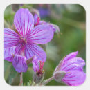 Recherche de géraniums autocollants Violet