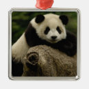 Recherche de panda de bébé ornements Ailuropodidae