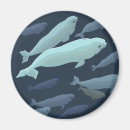 Recherche de petite baleine bleue magnets Béluga