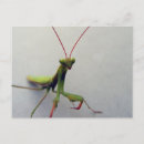 Recherche de insecte cartes postales Rouge