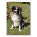 Recherche de border collie Animaux