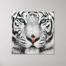 Recherche de tigre blanc art Sauvage