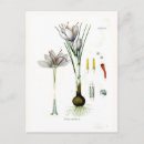 Recherche de crocus cartes postales Botanique