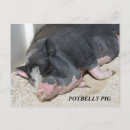 Recherche de ventre balloné Porc
