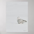 Recherche de hibou neigeux posters Hiver