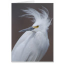 Recherche de héron neigeux Thula d'egretta