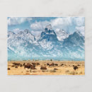 Recherche de montagnes de teton Bison américain