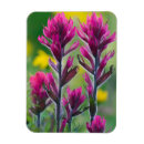 Recherche de fleur alpine magnets Superstock