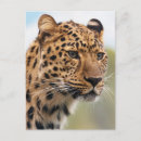 Recherche de leopard cartes postales Léopard