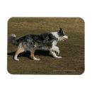 Recherche de border collie magnets Plomb et pam langrish