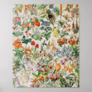 Recherche de adolphe millot posters Botanique