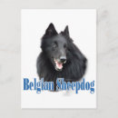 Recherche de berger belge cartes postales Chien