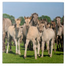 Recherche de poulain cheval carreaux Poney