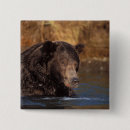 Recherche de ours brun badges Faune