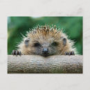 Recherche de herisson cartes postales Faune animale