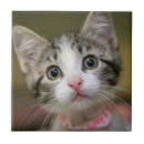 Recherche de yeux verts carreaux Tabby