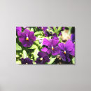 Recherche de pensée pourpre Fleurs pourpres