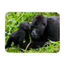 Recherche de gorille de montagne magnets Gorille des montagnes