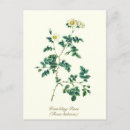 Recherche de amour vintage cartes postales Floral
