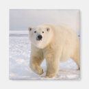 Recherche de steve magnets Faune