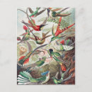 Recherche de trochilidae cartes postales Ernst haeckel