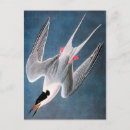 Recherche de audubon de john james cartes postales Oeuvre d'oiseau