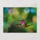 Recherche de colibris mignons cartes postales Tropical
