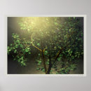 Recherche de érable japonais posters Arbres