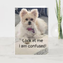 Recherche de confus vœux cartes Dog