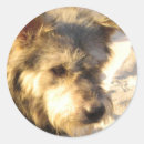 Recherche de chien domestique autocollants Pour tous