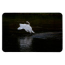 Recherche de trompette magnets Oiseau