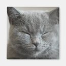 Recherche de cute magnets Cat