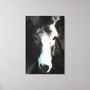 Recherche de âne impressions sur toile Animaux de ferme