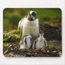 Recherche de pingouin bébé tapis souris Antarctique