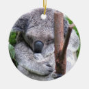 Recherche de ours koala ornements Australien
