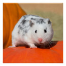 Recherche de mon hamster posters Pour enfants